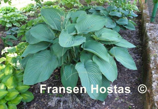 Hosta Empress Wu